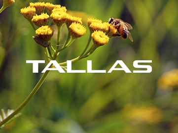 TALLAS Pumps